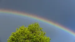 Tęcza nad zielonym drzewem pod niebieskim niebem