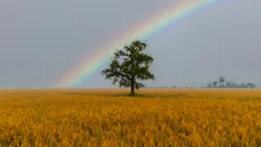Drzewo na polu z tęczą w tle