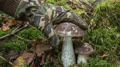 Grzyb zmieniający kolor: rzadki skarb pod brzozami i dlaczego nie warto go zbierać