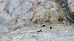 Czarna mrówka na skale podczas wędrówki nad Morzem Martwym