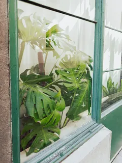 Monstera rosnąca za oknem w jasnym wnętrzu