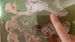 Mrowisko w formikarium, palec wskazuje na kolonię mrówek w sztucznym pojemniku.