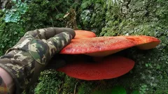 Grzyb o smaku nie ustępującym wołowinie? Unikalny sezonowy przysmak z naszych lasów